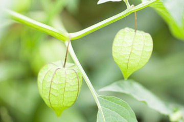 plante médicinale Plantavie