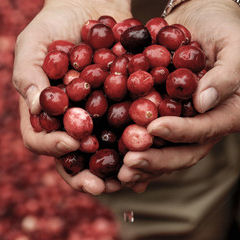Cranberry bienfaits