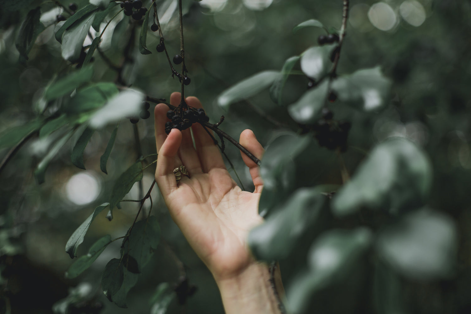 traitement naturel pour ménopause